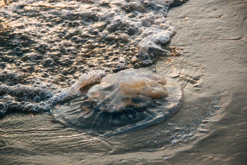 Una medusa a la platja
