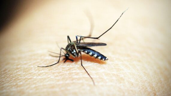 Mosquit pessigant