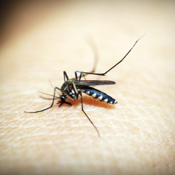 Mosquit pessigant